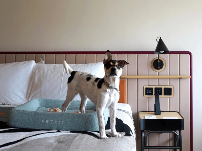 Friendly pet hotels hotel dog travelzoo